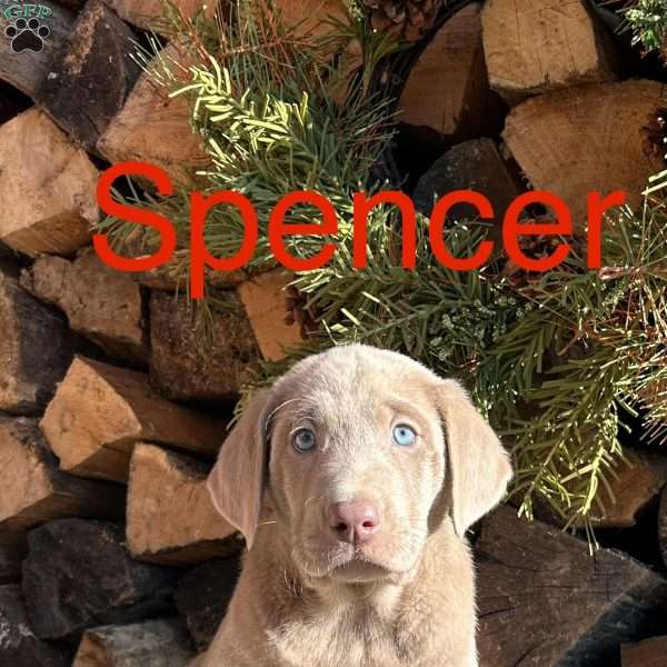 Spencer, Silver Labrador Retriever Puppy